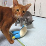 元気一杯のアビシニアン。