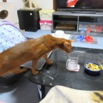 好奇心旺盛なアビシニアン。