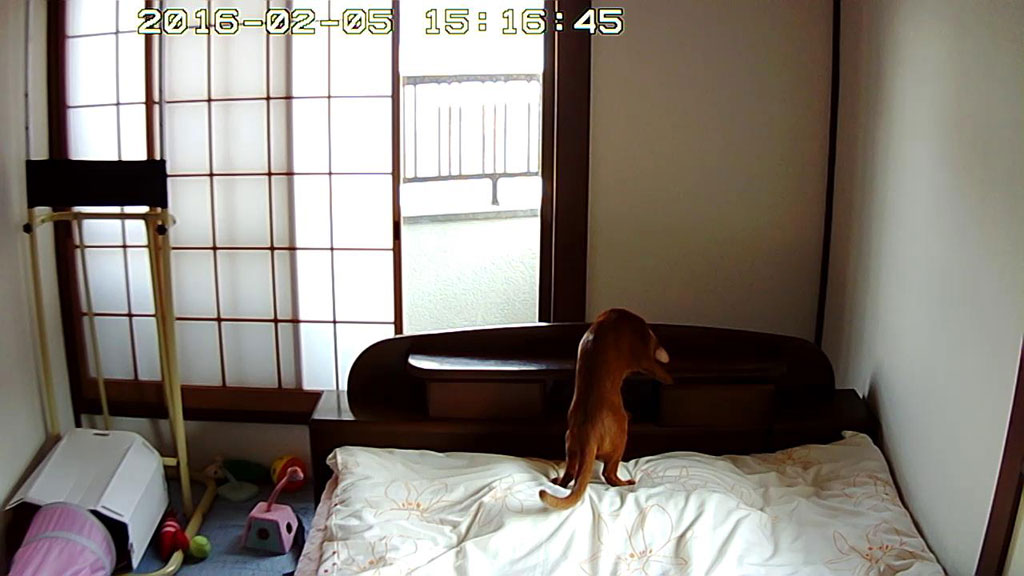 手を突っ込むアビのすけ。