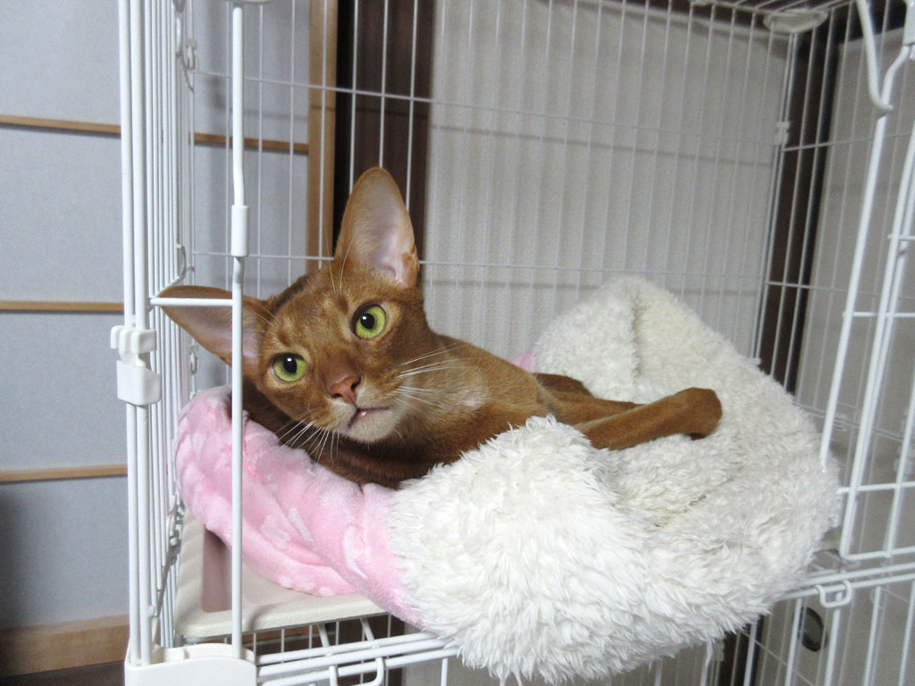 夜遅くのアビのすけ。