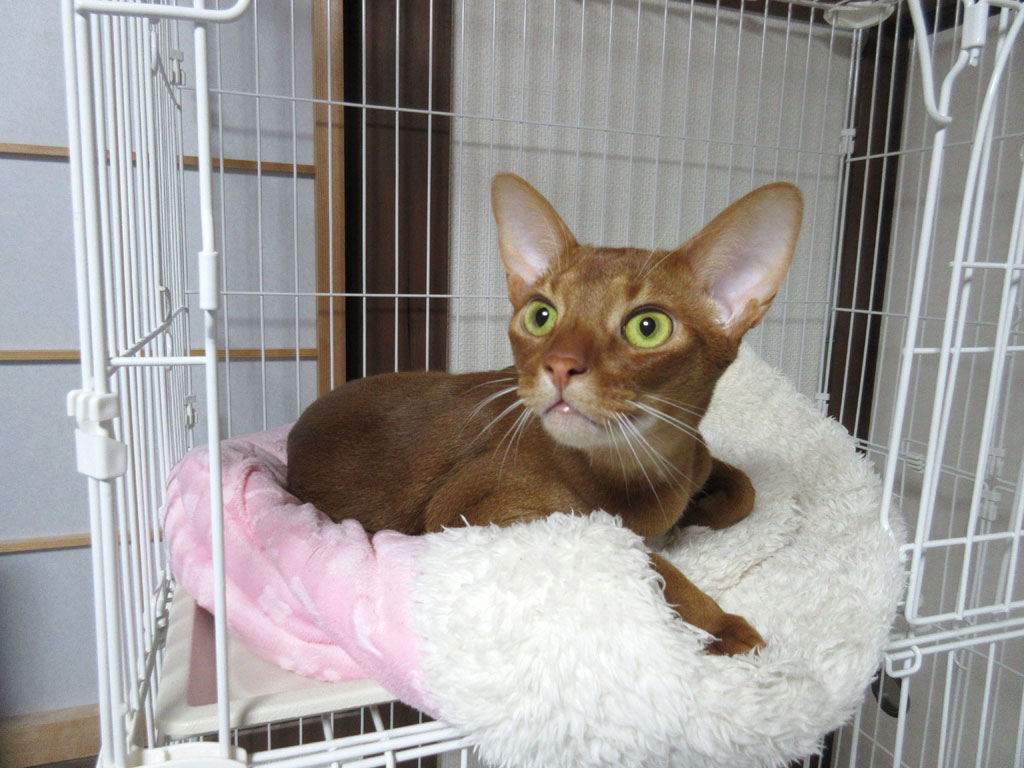 何かも夢中で見ているアビのすけ。