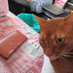 やんちゃ坊主なアビシニアン。