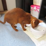 アビシニアンのアビのすけ。