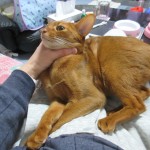 アビシニアンのアビのすけ。