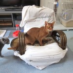 回転座椅子と猫たち。