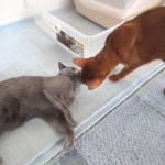 ロシ子とアビのすけ。