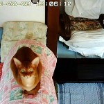 おとといのアビのすけ。