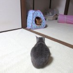 ロシ子と面と向かっているアビのすけ。