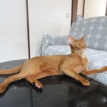 ゴージャスなアビシニアン。