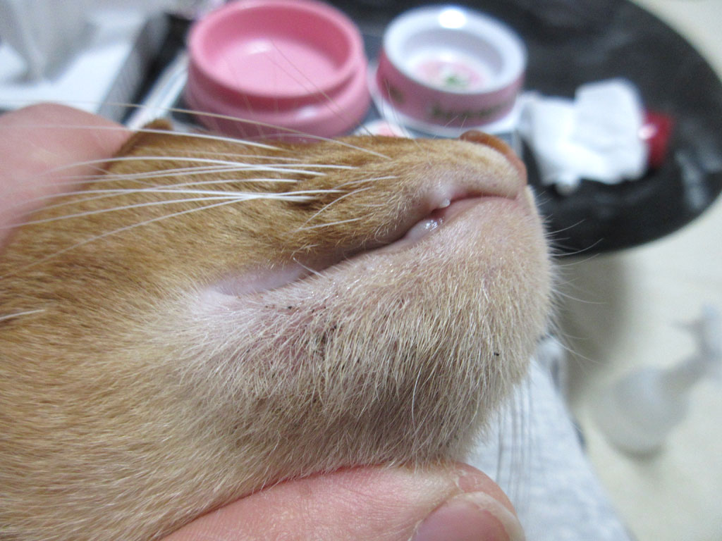 アビのすけの顎ニキビ。