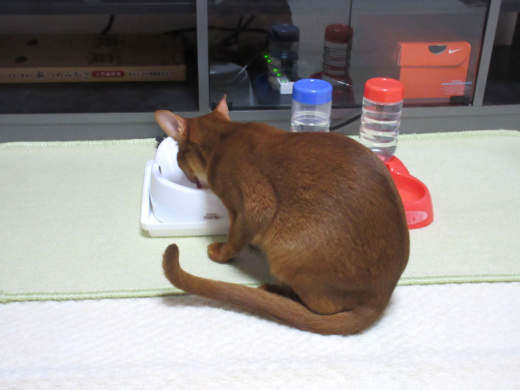 水を飲むアビのすけ。