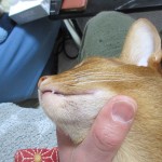 アビシニアンの顎ニキビ。