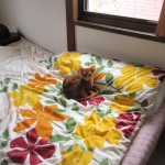 ゆっくりしていたアビシニアン。