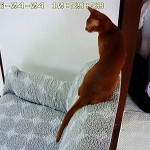 悪戯坊主のアビシニアン。