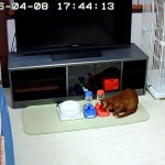 ちょっと前のロシ子とアビのすけ。