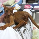 アビシニアンのアビのすけ。