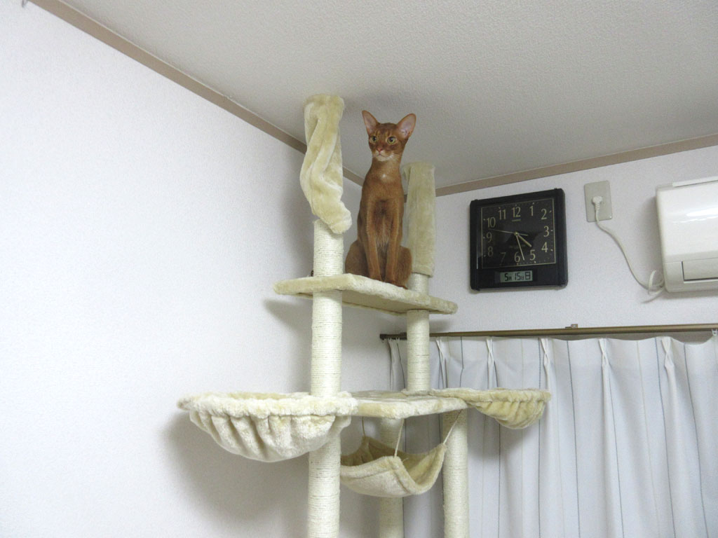 美猫なアビのすけ。