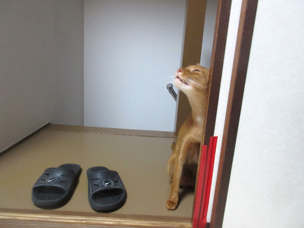 笑えるアビシニアン。