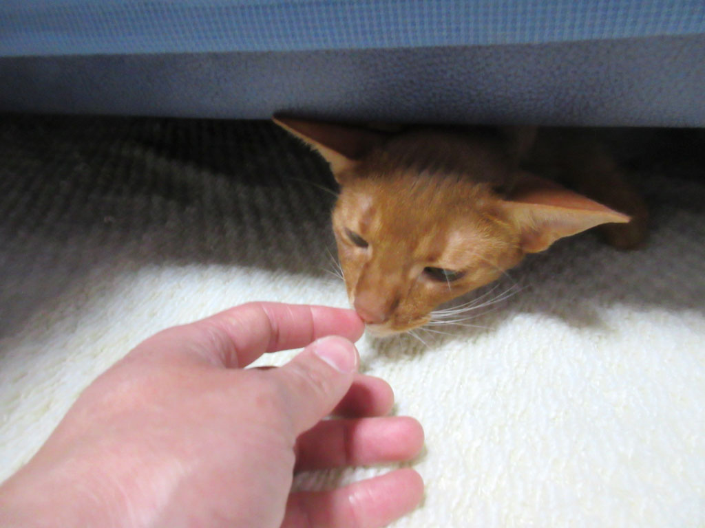 あっという間に完食のアビシニアン。