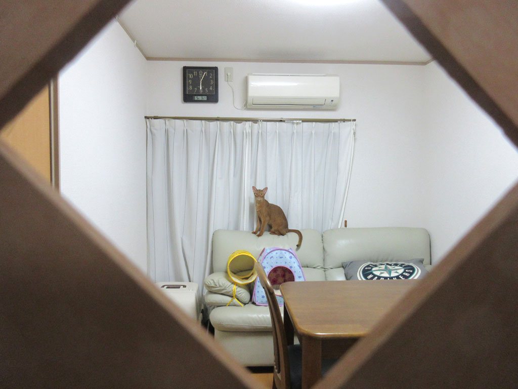 好奇心旺盛なアビシニアン。