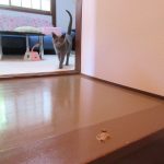 ロシ子が吐いたん...？