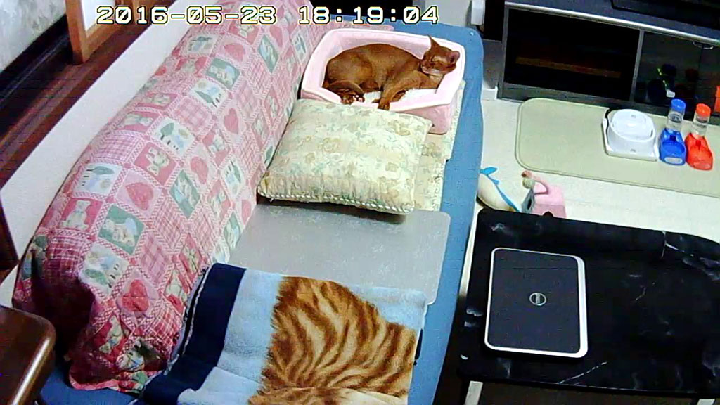 アビシニアンのアビのすけ。