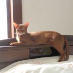 かっこいいアビのすけ。