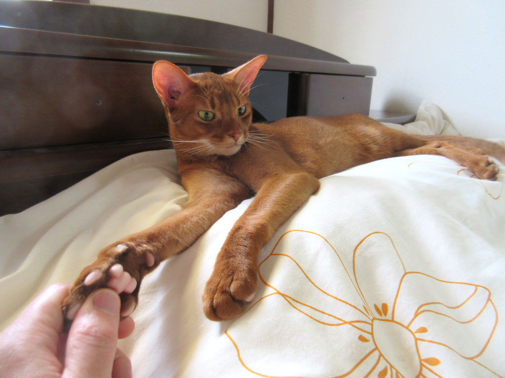 アビのすけに肉球を触る。