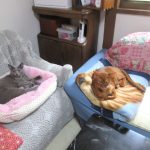 我が家の猫たち。