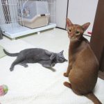 ロシ子とアビのすけ。