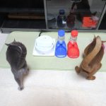 尻尾をピンの猫たち。