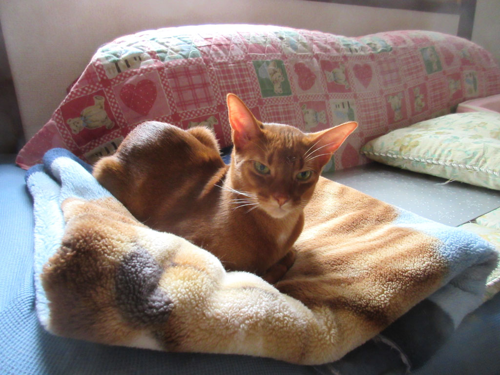 眠そうなアビシニアン。