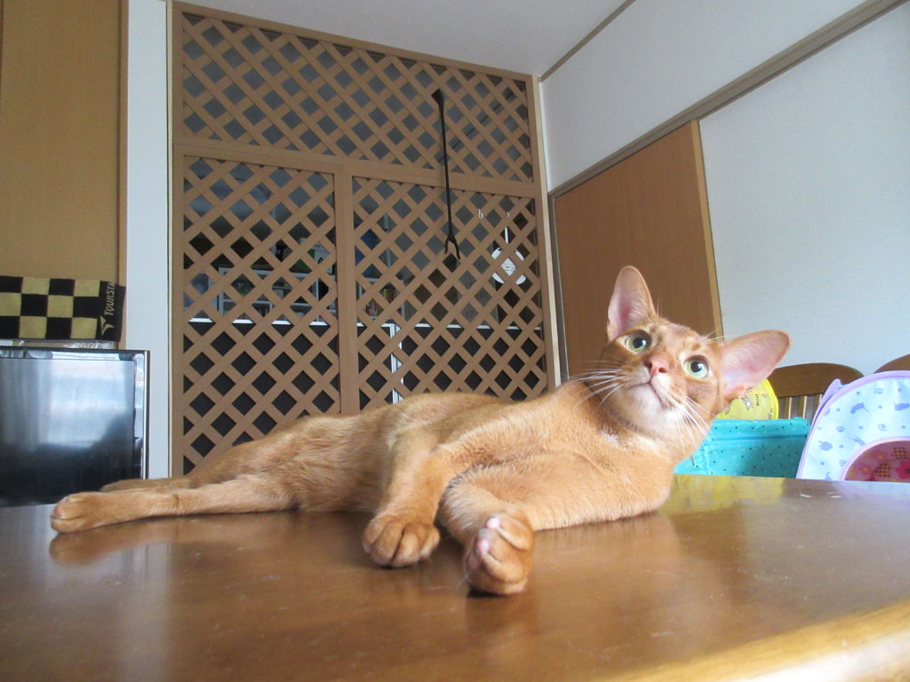 ゴロゴロするアビのすけ。