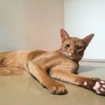 ペットシッターさんからの写真。