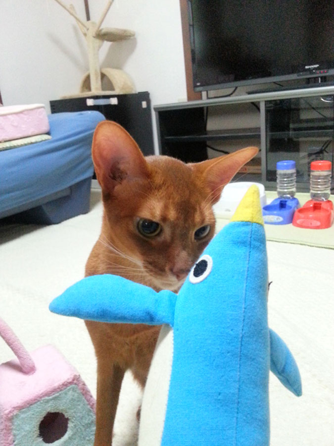 ペットシッターさんからの写真。