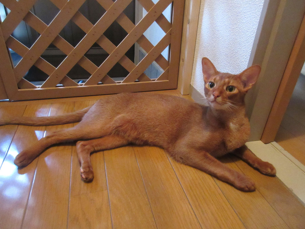 アビのすけは猫です。