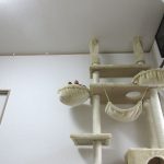 昼寝をしてるアビのすけ。