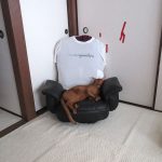 アビのすけが良く寝ている場所。