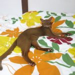 連日の暑い日々。