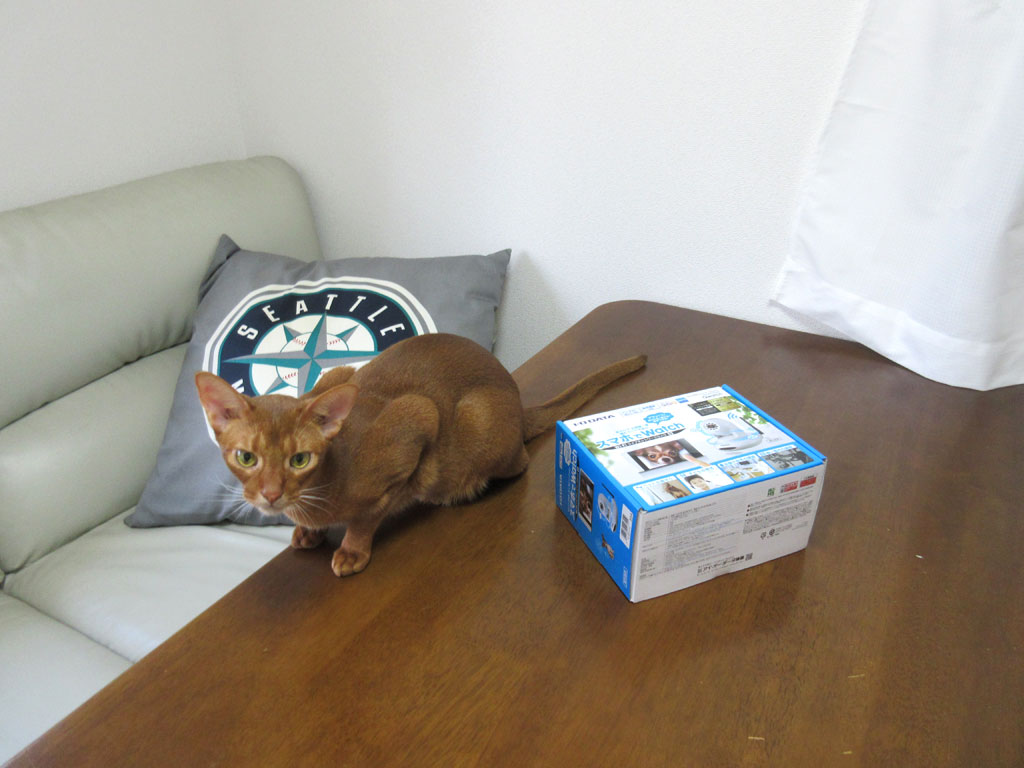 お澄まし坊主のアビシニアン。