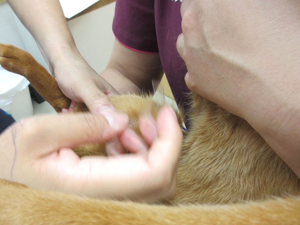 セロテープで皮膚を採取。