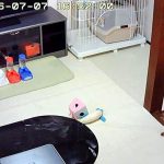 奔放なアビのすけ。