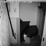 ゴソゴソしているアビのすけ。