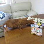 へっぴり腰のアビのすけ。