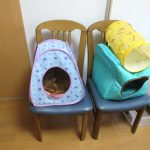 キャットテントの中のアビのすけ。