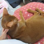 アビのすけの皮膚をチェック。