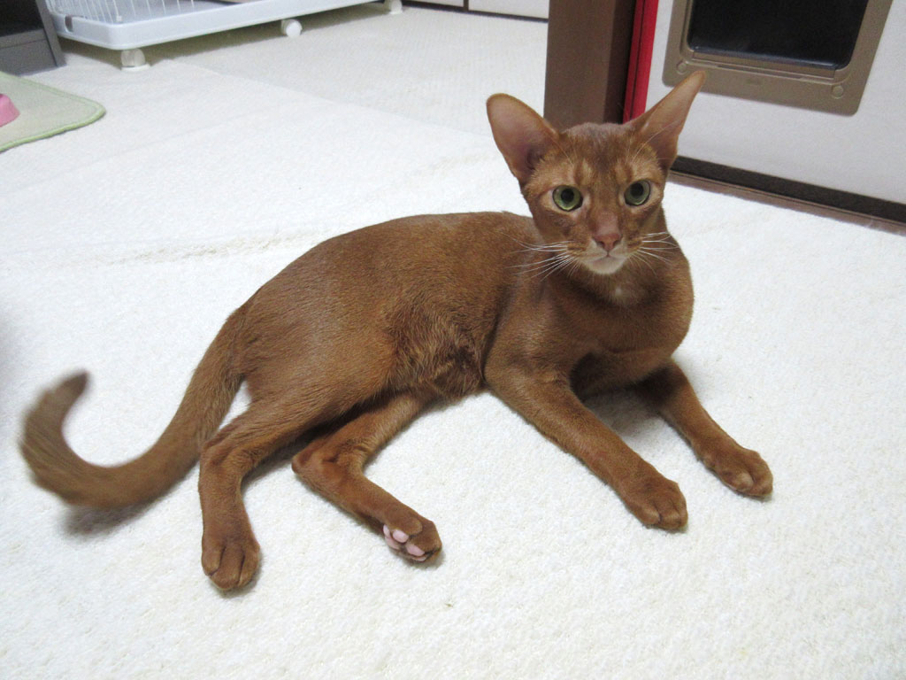 アビのすけのこの顔が好き。