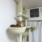 昨日の朝のアビのすけ。