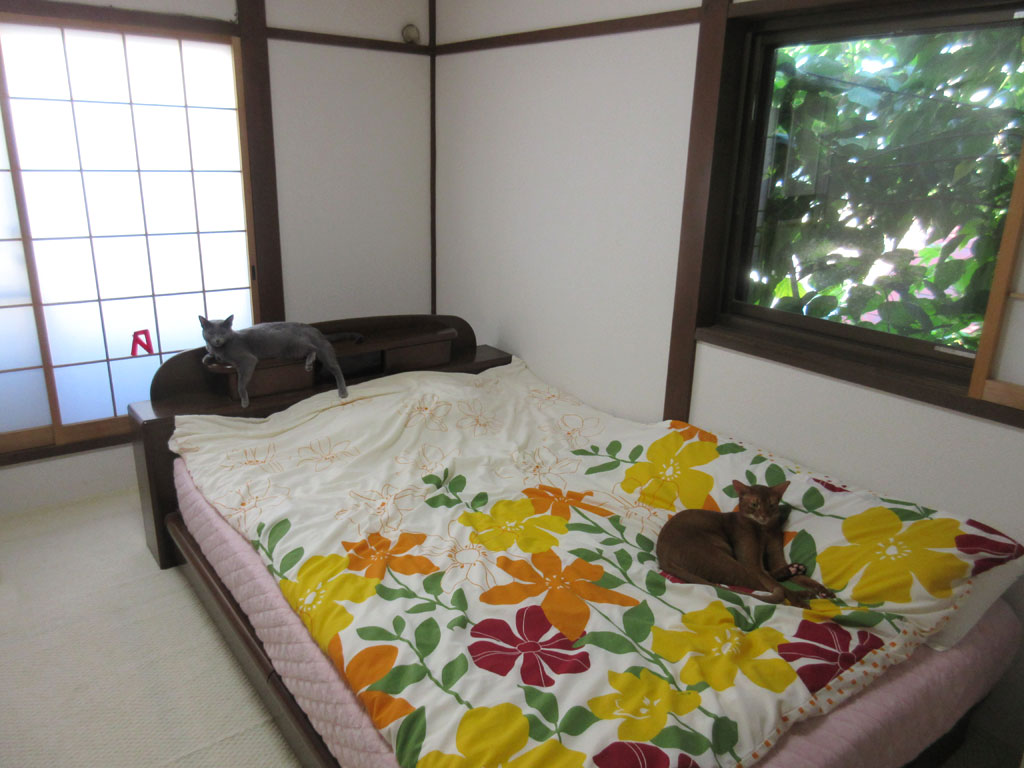 今日の夕方の我が家の猫たち。