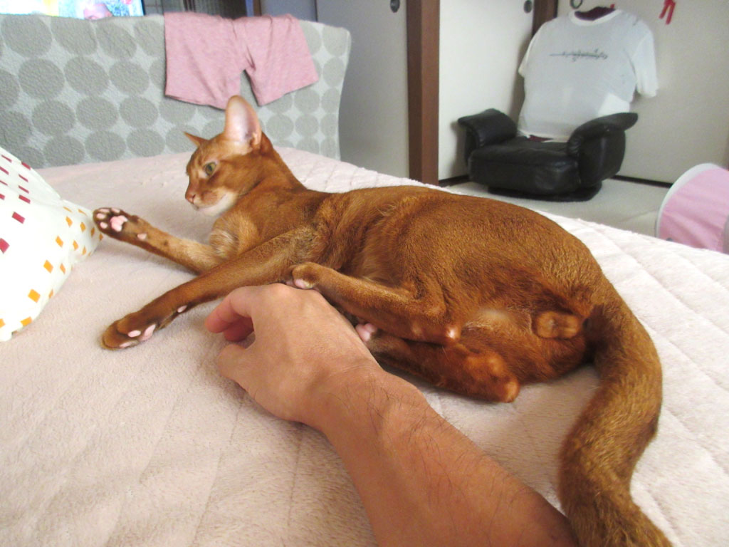 かわいいアビのすけ。